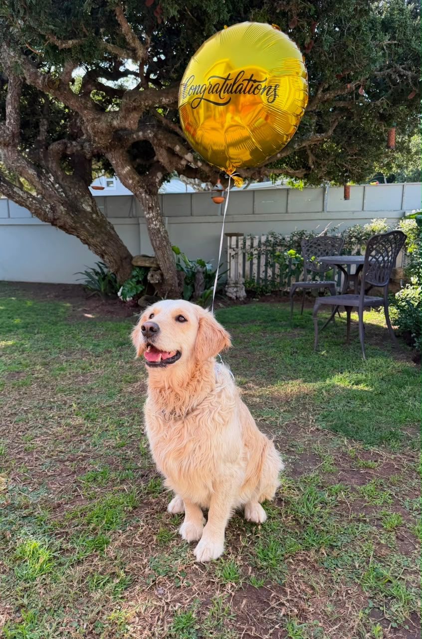 Molly the golden retriever under a Congratulations balloon